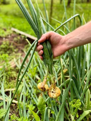 Jak poznáte, že je cibule připravená na sklizeň? 🧅 ✅ Nať je z většiny ohnutá a zažloutlá ✅ Cibule vykukují ze země a mají...