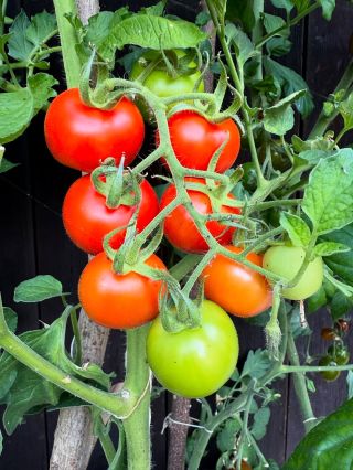 Máte doma malé pomocníčky? Rajčata jsou skvělá na pěstování s dětmi – rostou rychle, jsou barevná a sklizeň je pro děti...