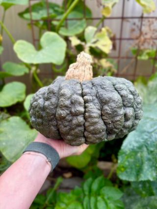 Chceme se s vámi podělit o tuto krásnou Dýni Marina di Chioggia BIO, kterou se podařilo vypěstovat @balkonova.zahradnice 💚...